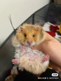 hand tame syrian hamsters