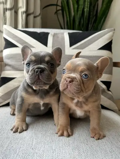 French Bulldog puppies Frenchie, View more