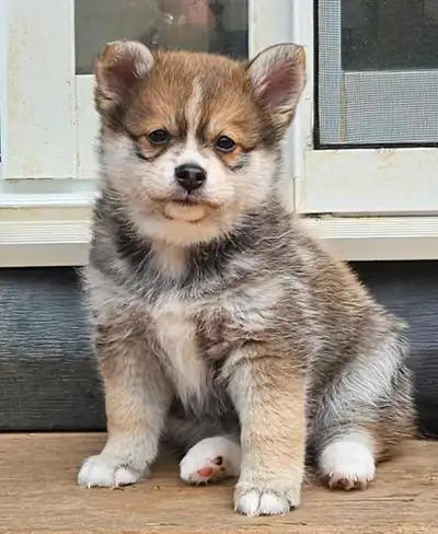 We are delighted to announce the availability of a stunning pomsky puppies f1b. Both parents passed...