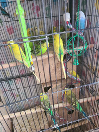 Beautifull active and healthy budgies colony each $20