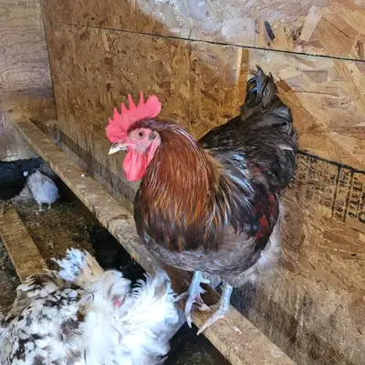 Young Large Roosters For Sale, View more