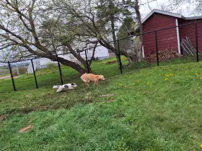 leaving your dog home alone all day? , View more