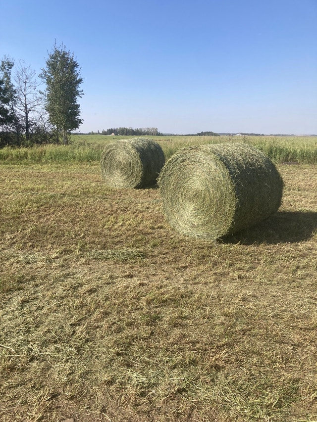 Second Cut Hay Livestock Red Deer Kijiji