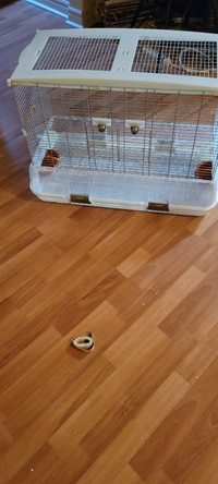 cage oiseaux in Longueuil / South Shore - Kijiji Canada