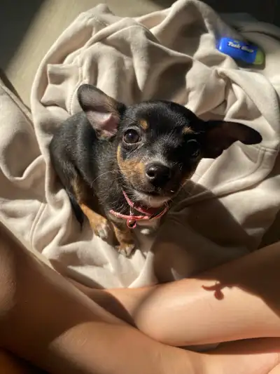 adorable chihuahua puppy, View more