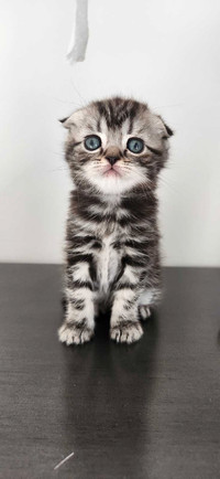 Scottish kittens,  TICA registered 