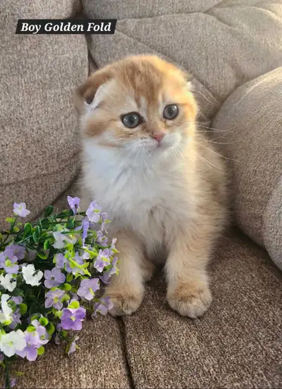 British X Scottish kittens( READY TO GO), View more