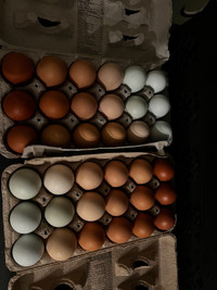 Hatching or Eating eggs Arnprior