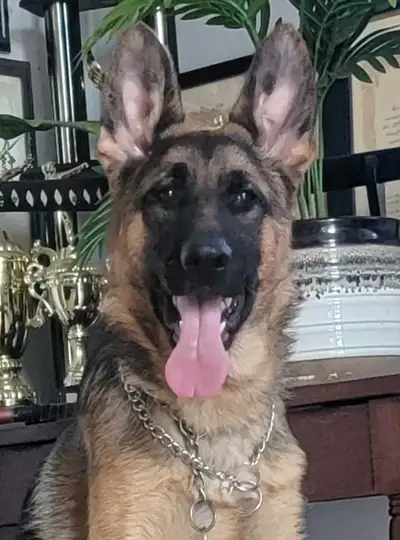 Available! CKC Female German Shepherd, View more