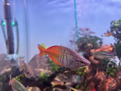 Bosemani Rainbow Fish ( Utter Wild Catch), View more