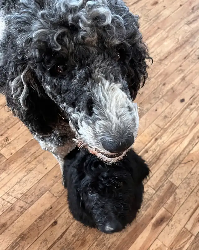 Goldendoodle in Dogs & Puppies for Rehoming in Sherbrooke - Image 3