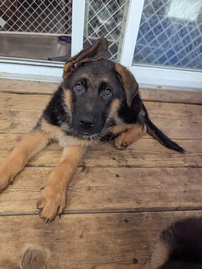 CKC registered pure bred German Shepherd puppies, View more