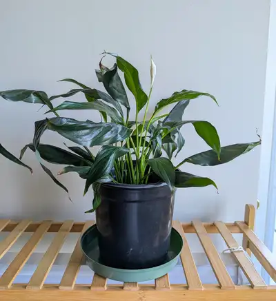 Healthy, Vibrant Peace Lily (Spathiphyllum) with Active Blooms, View more