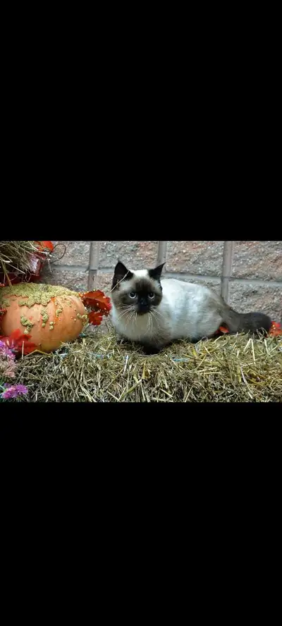 Pet Grooming, View more