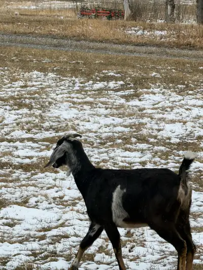 meat goats, View more