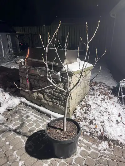 5’ Fig Tree White Barol , View more