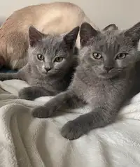 Sweet British Shorthair/Siamese Kittens!