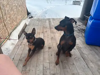 Miniature pincher pups. 2 females and 5 males The mom and dad are the first picture. They are ready...