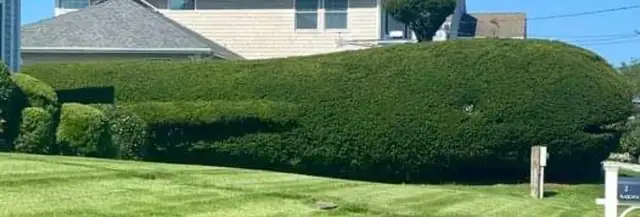 Cedar Trees $5 each432473290656993283