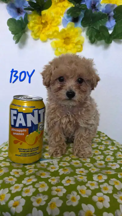Tiny Toypoodle puppies, View more