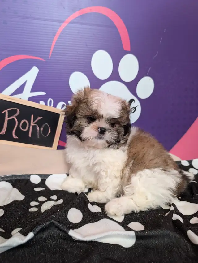 Shih-tzu pure puppies June 29**HYPOALLERGENIC in Dogs & Puppies for Rehoming in West Island - Image 4