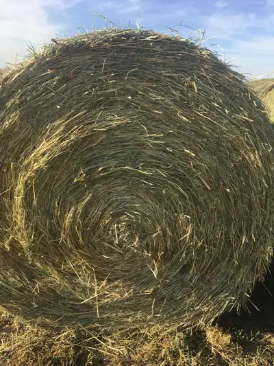 FOR SALE:  NUTRITIOUS CHEAP FEED, View more