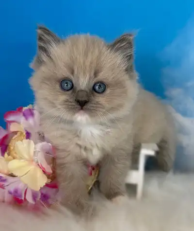 TICA Registered Ragdoll Kittens, View more
