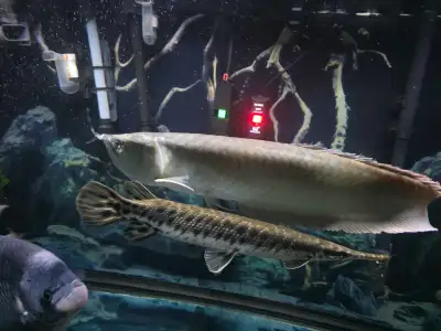 Silver Arowana fish, View more