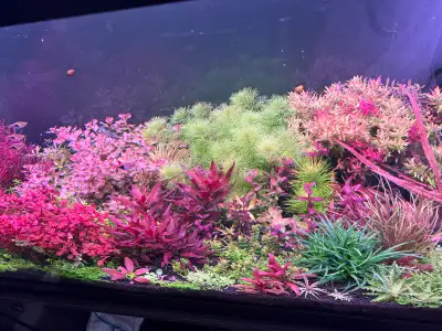 Hello everyone, I’m an aquarium-plant hobbyist, and occasionally my tanks produce more growth than I...