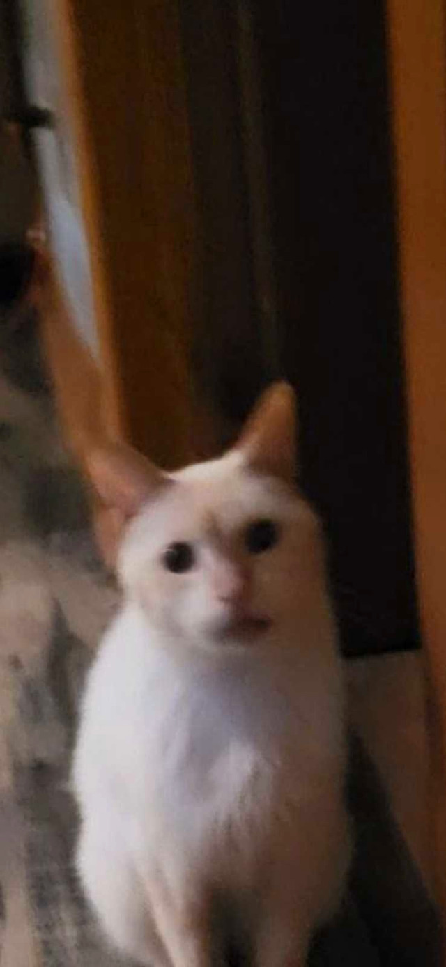 Missing  Flame Point Siamese Cat in Lost & Found in St. Catharines - Image 2
