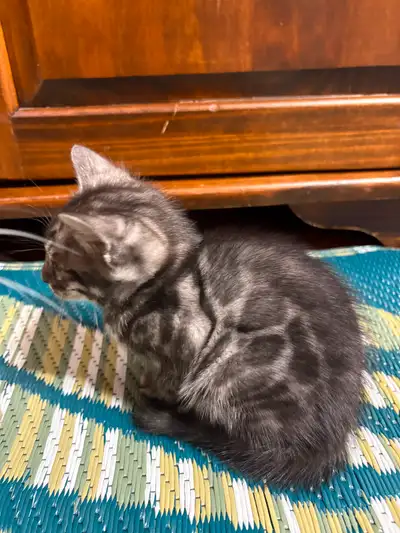 Bengal kittens, View more