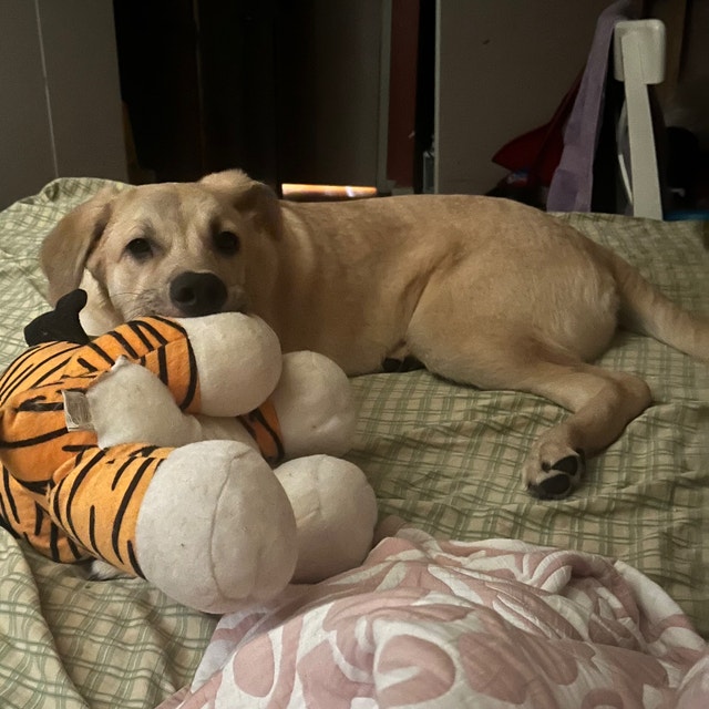 Rehoming a German Shepherd Border Collie Labrador Mix Pup Dogs