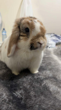 Holland Lop - Female