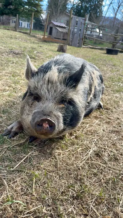 Kune Kune x Juliana Pig – Possibly Bred – 2 Years Old, View more