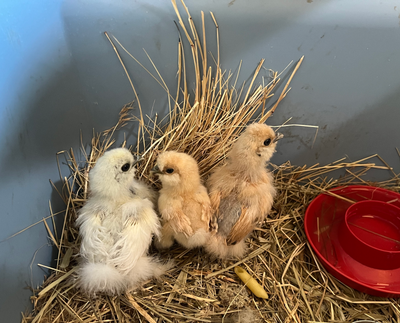 Silkie Chicks, View more