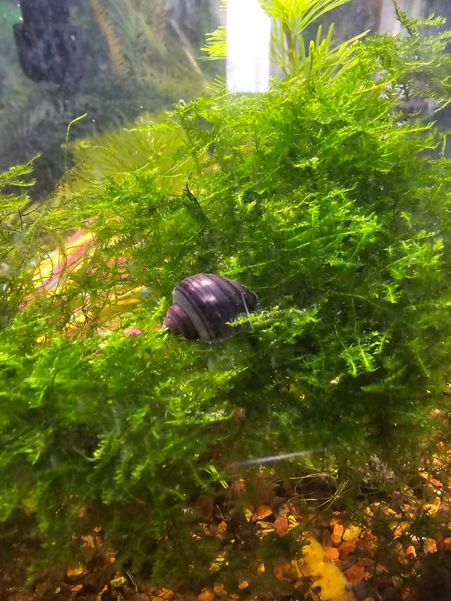 Purple Mystery Snails in Other Pets for Rehoming in Barrie