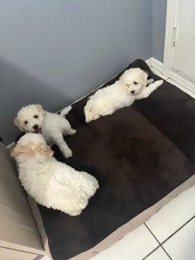 Last 2 adorable poochon puppies, View more