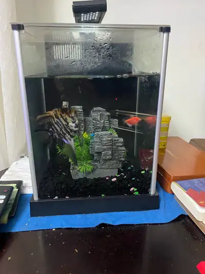 Fish tank with no fish 80 $