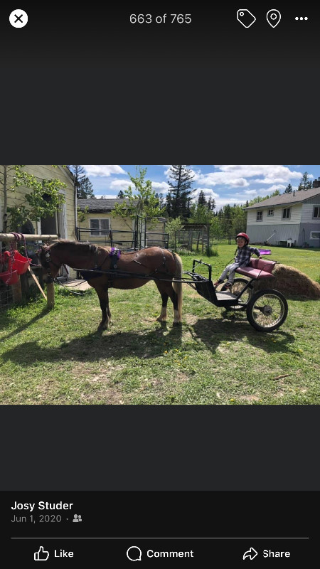 Reg. Section A Welsh Pony Mare in Horses & Ponies for Rehoming in Williams Lake - Image 2