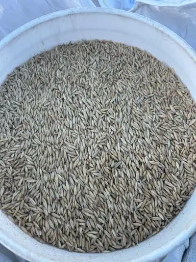 Cleaned oats totes, View more