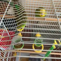Budgies with cage and accessories to sell to nice home
