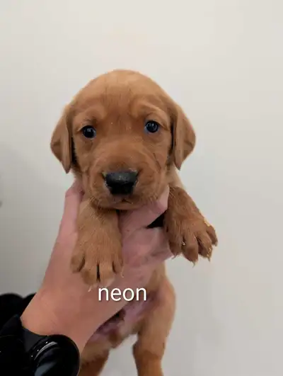 CKC Registered Fox Red Lab Male Puppies, View more