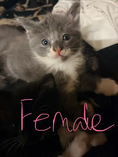 Kittens for Mother’s Day!!!, View more