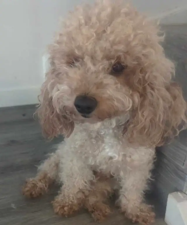 adorable miniature poodle puppies looking for new forever home in Dogs & Puppies for Rehoming in City of Toronto - Image 6