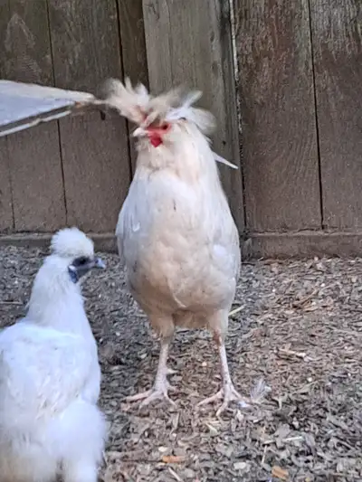 Polish/silkie Rooster, View more