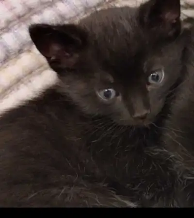 adorable healthy girl kitten , View more