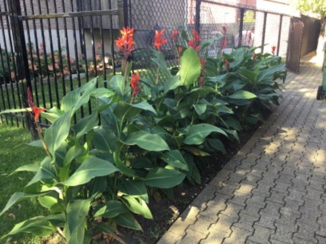 Cannas « lily » dans Plantes, engrais et terreaux  à Ville de Montréal