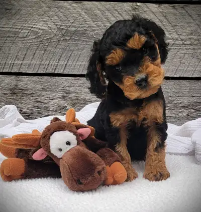 Australian Labradoodle puppy, multi-gen, LOVES ppl, health check, View more