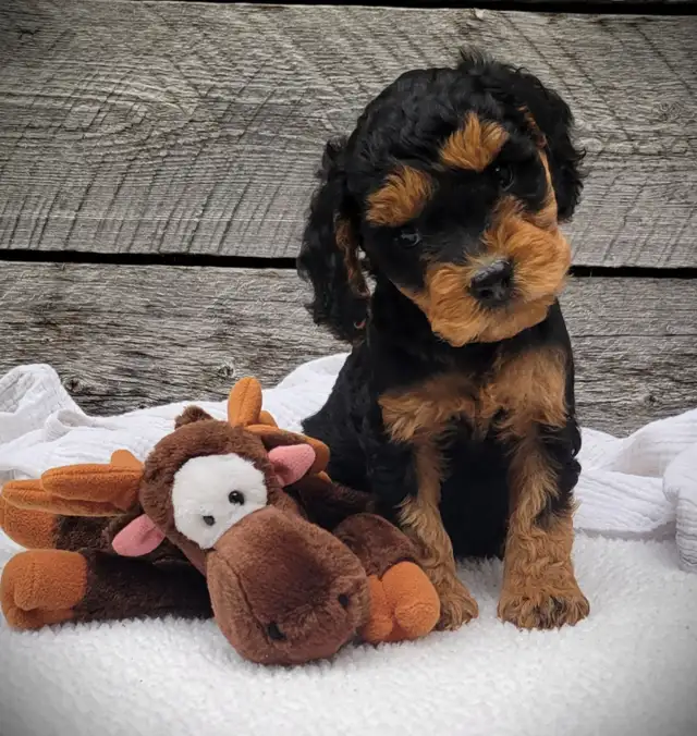 Australian Labradoodle puppy, multi-gen, LOVES ppl, health check in Dogs & Puppies for Rehoming in Mississauga / Peel Region - Image 2