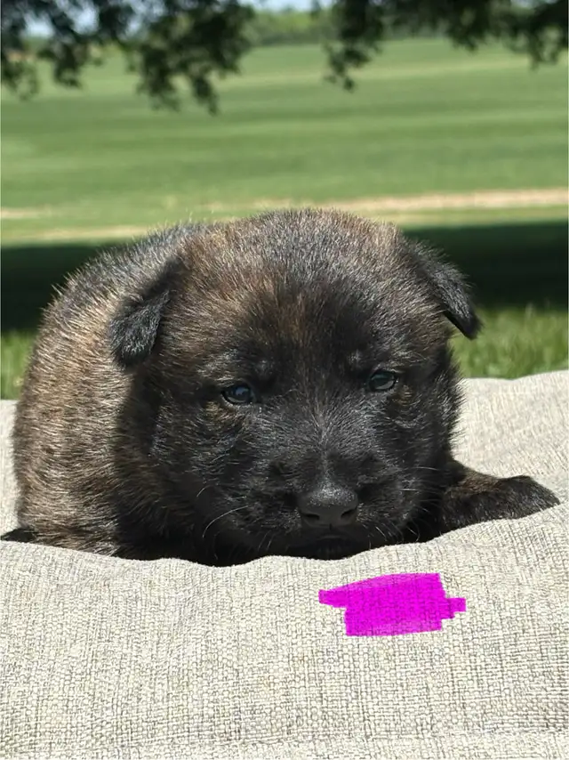 Malinois x Dutch Shepherd in Dogs & Puppies for Rehoming in Hamilton - Image 5